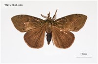 藏品(角斑毒蛾)的圖片